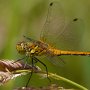ruddy darter female